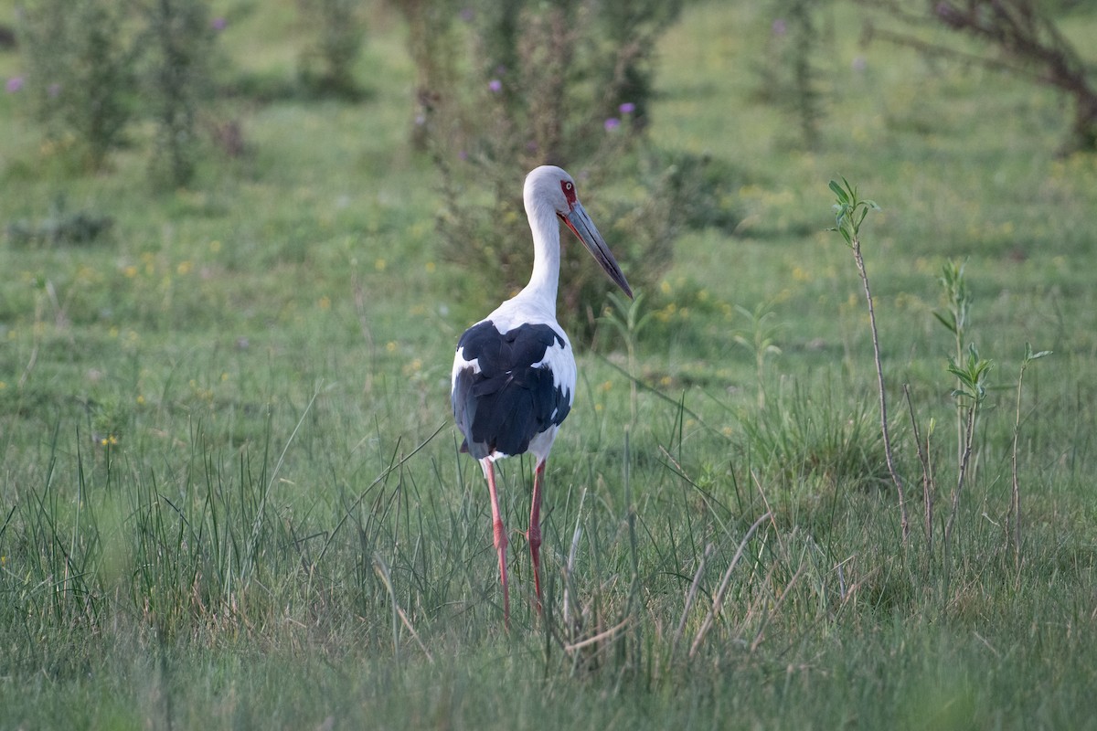 Maguari Stork - ML618002012