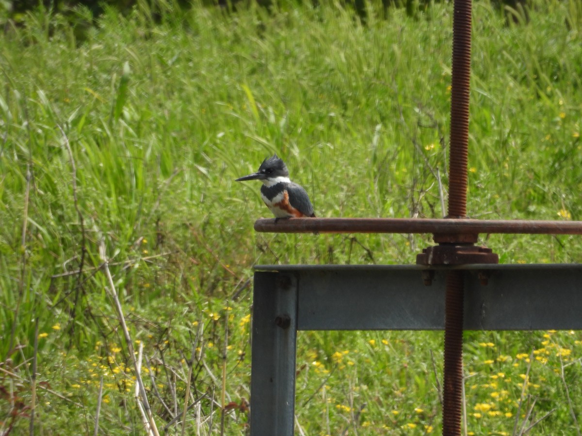Belted Kingfisher - Paolo Matteucci