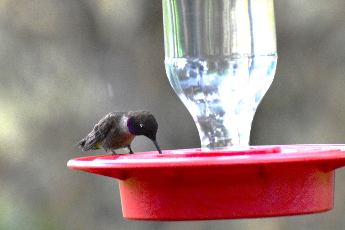 Black-chinned Hummingbird - ML618002037