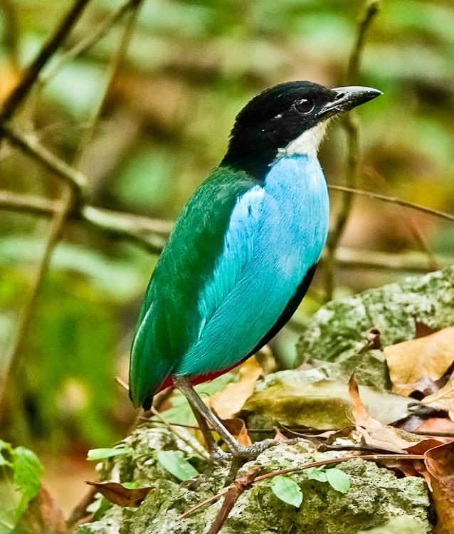 Azure-breasted Pitta - Arden Anderson