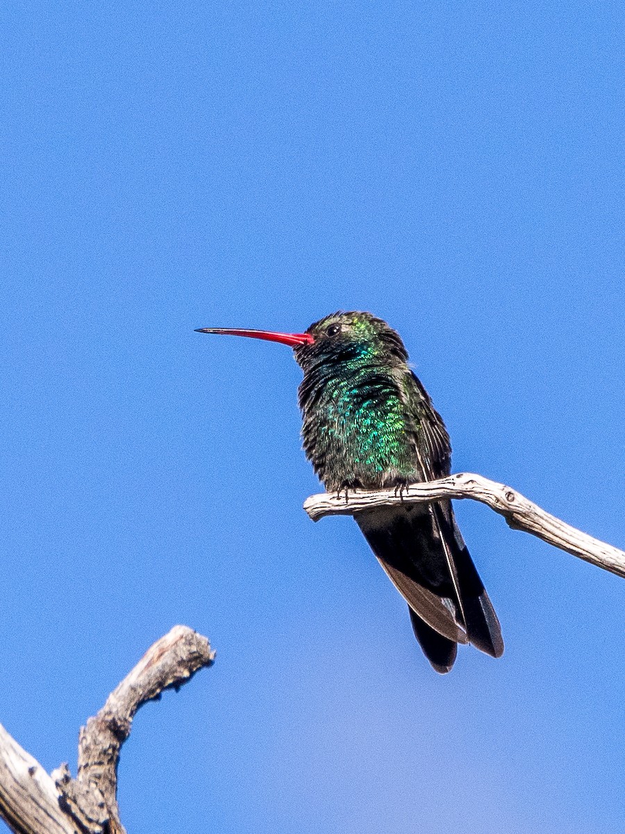 kolibřík širokozobý - ML618002064