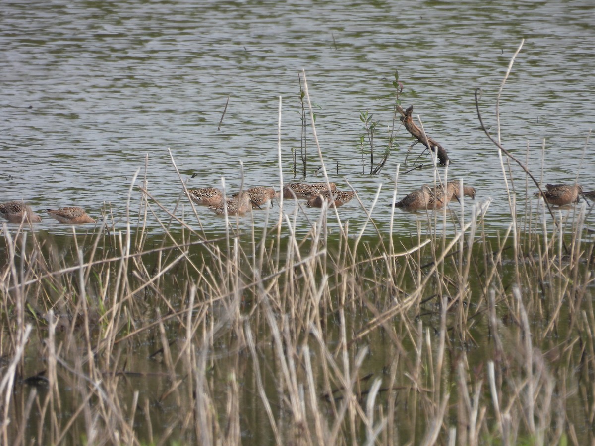 Long-billed Dowitcher - ML618002067