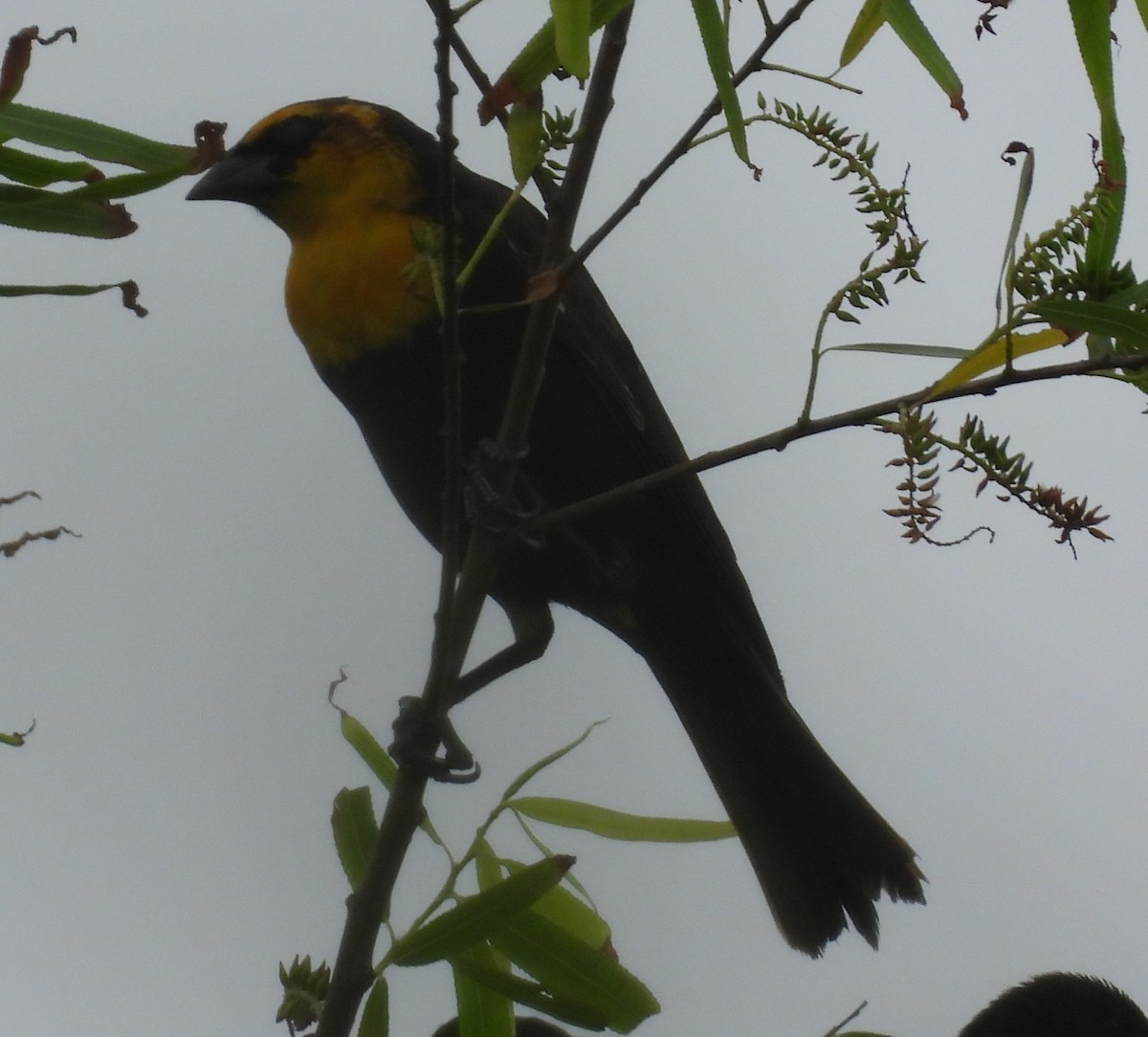Yellow-headed Blackbird - ML618002075