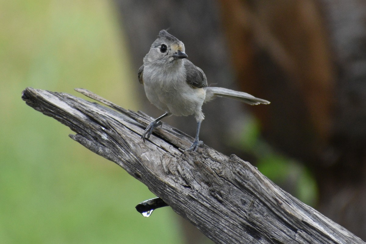 Black-crested Titmouse - Anonymous