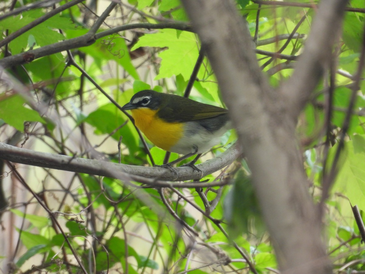 Yellow-breasted Chat - ML618002086