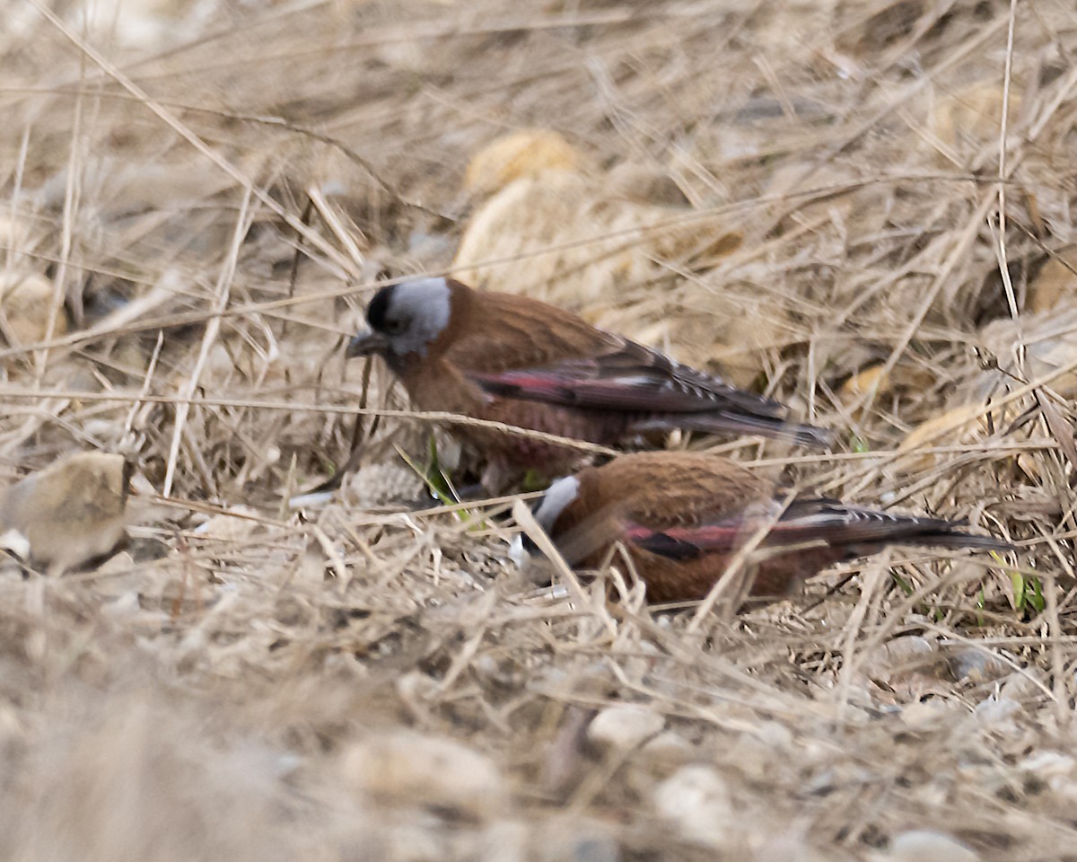 Gray-crowned Rosy-Finch - ML618002092