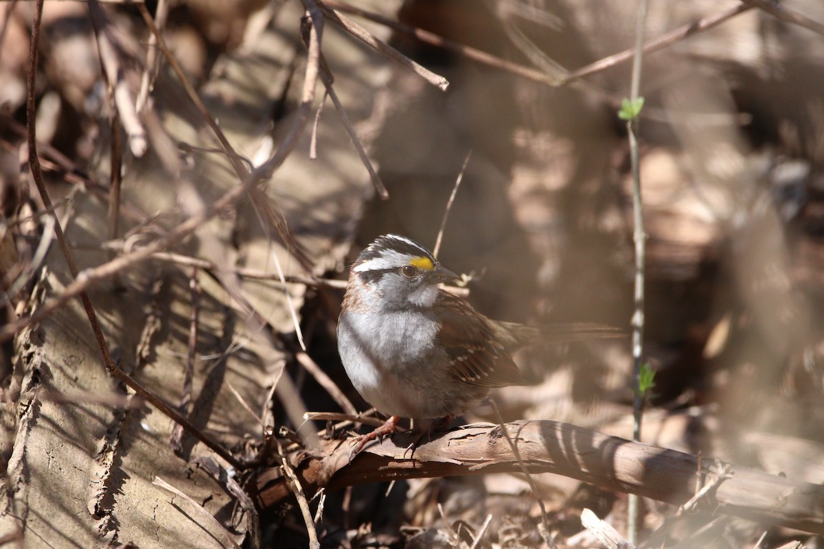 White-throated Sparrow - Kris Montalbano
