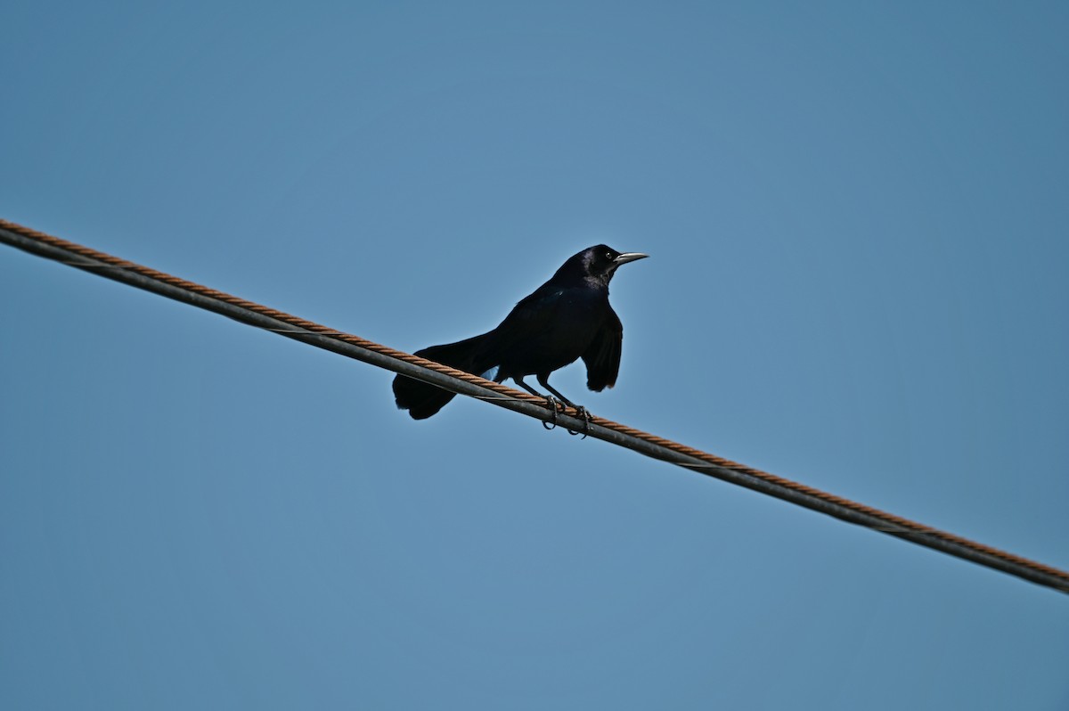 Boat-tailed Grackle - ML618002131
