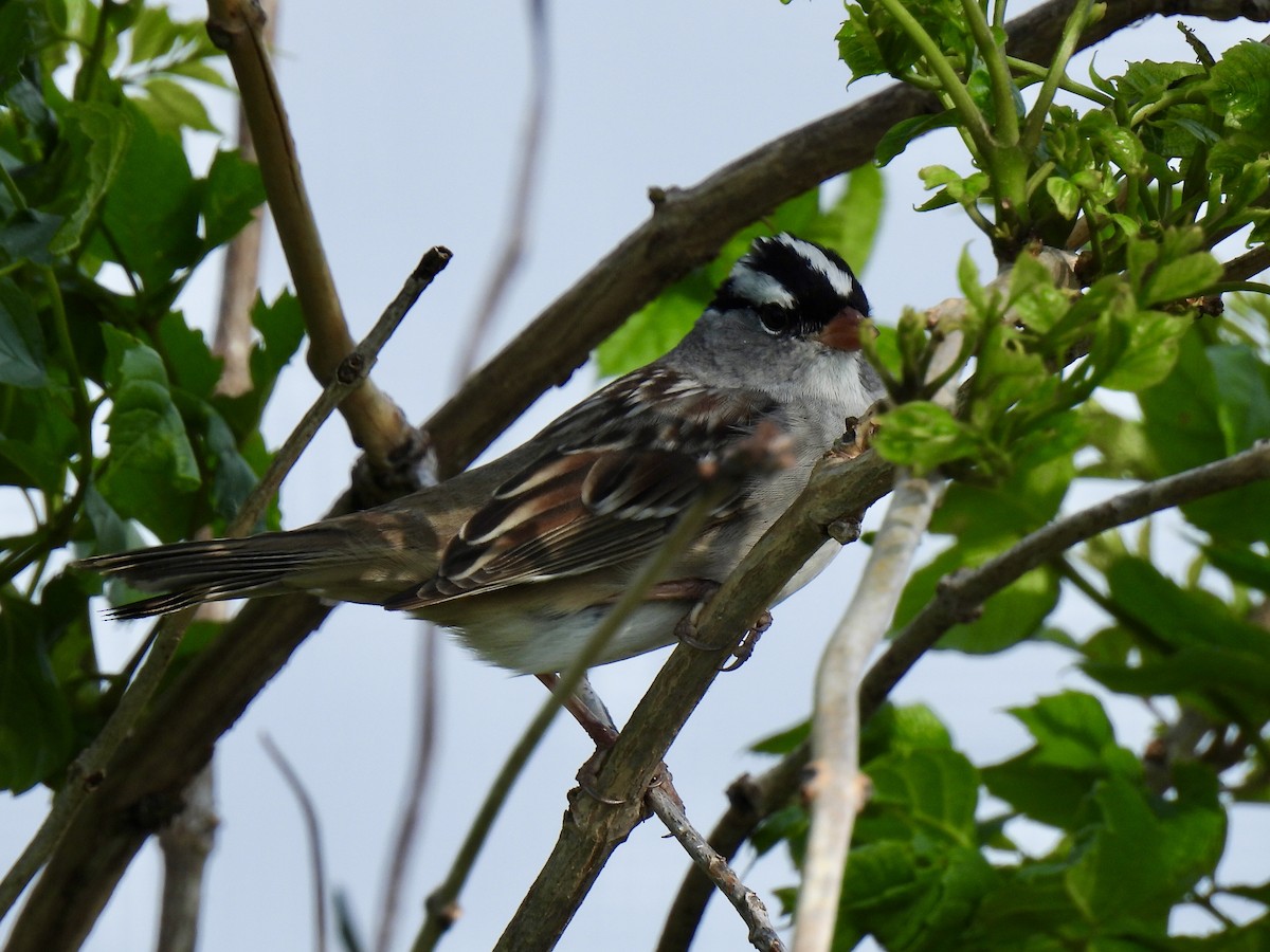 White-crowned Sparrow - Jana Singletary