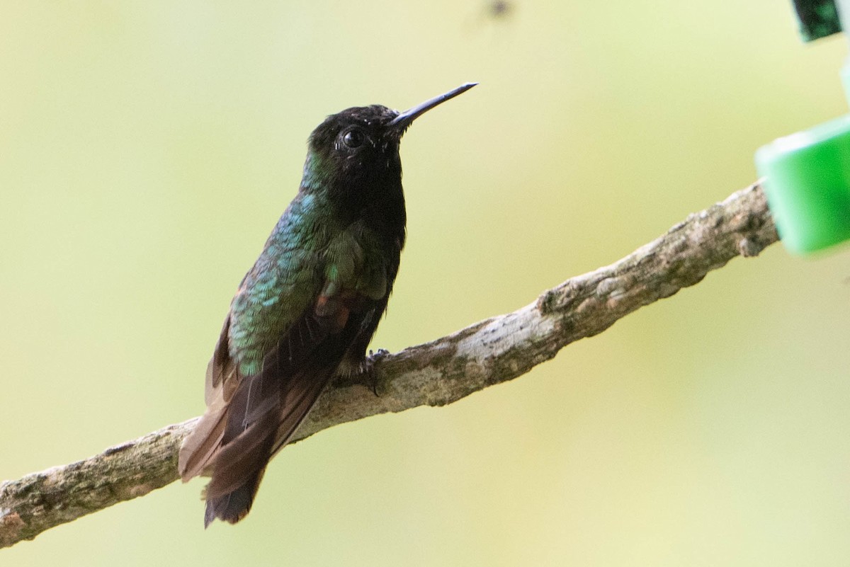 Black-bellied Hummingbird - Andrea Heine