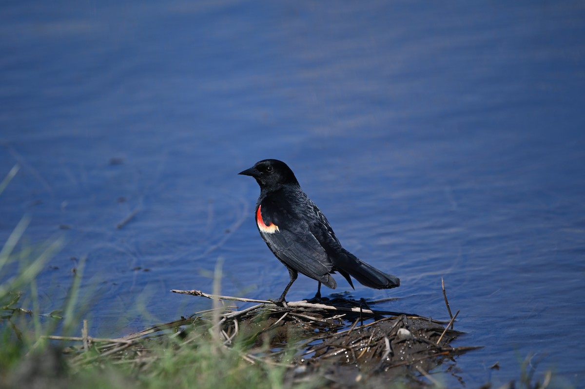 Red-winged Blackbird - Jody Shugart