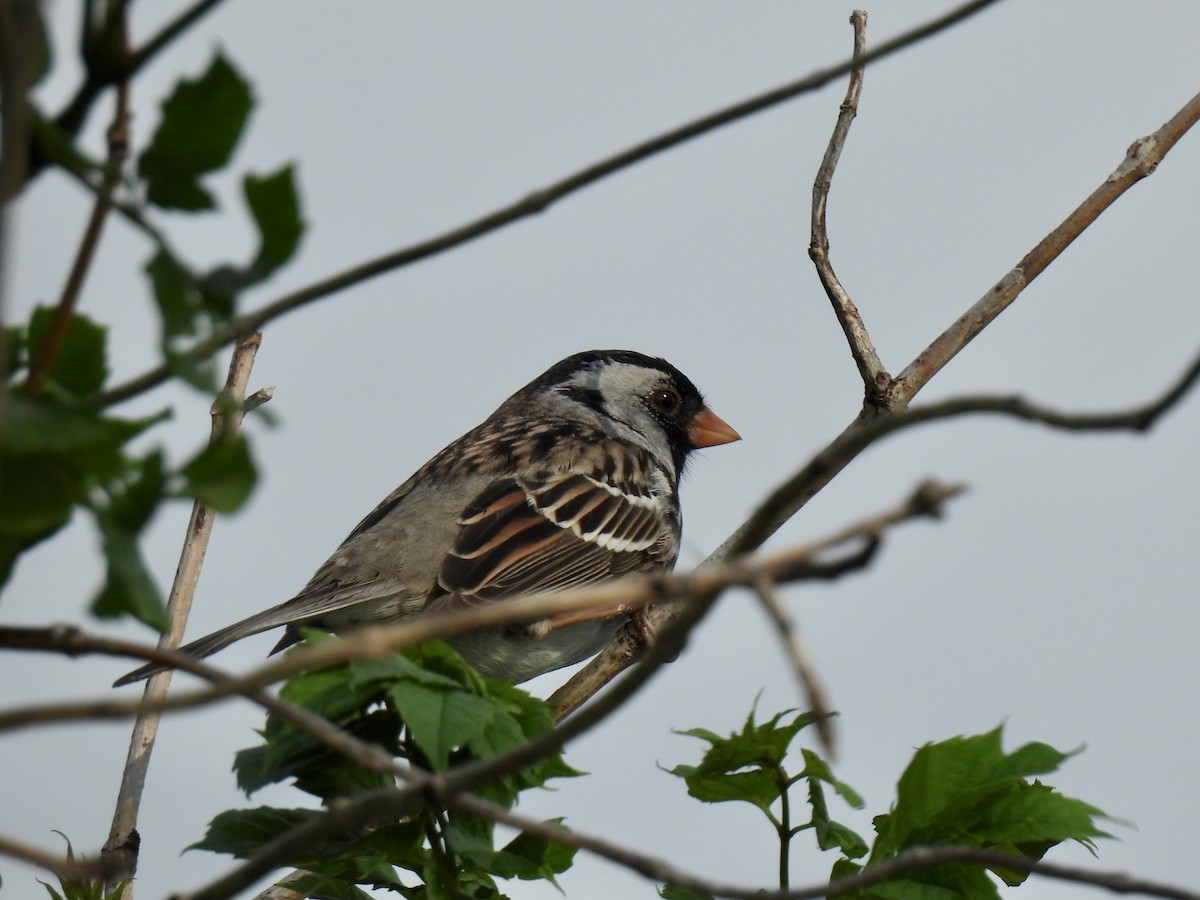Harris's Sparrow - ML618002160