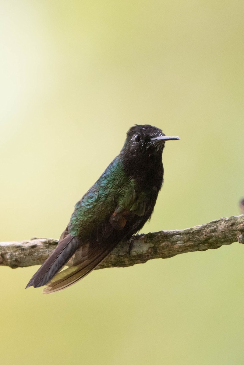 Black-bellied Hummingbird - ML618002196