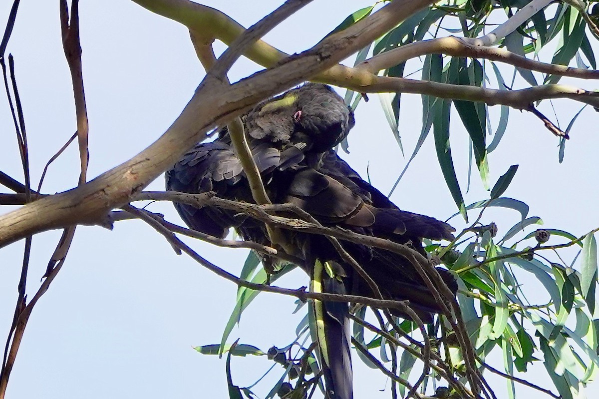 Yellow-tailed Black-Cockatoo - ML618002205