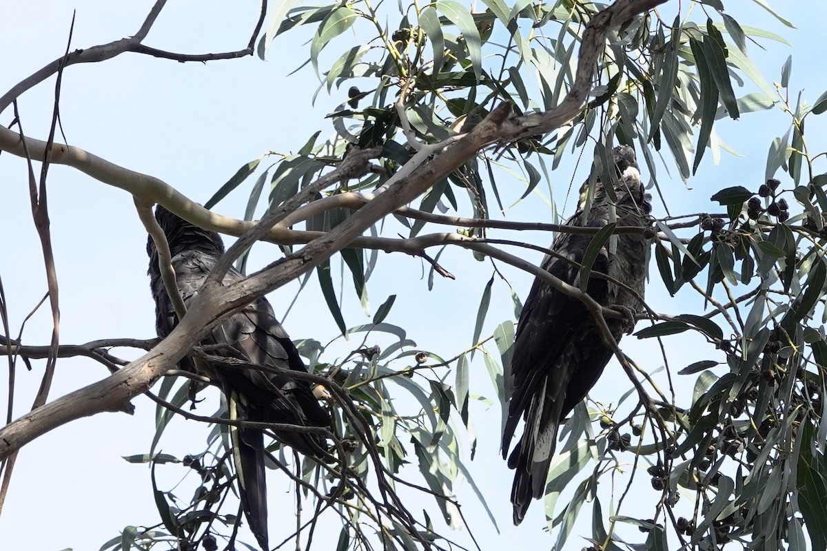 Yellow-tailed Black-Cockatoo - John Beckworth