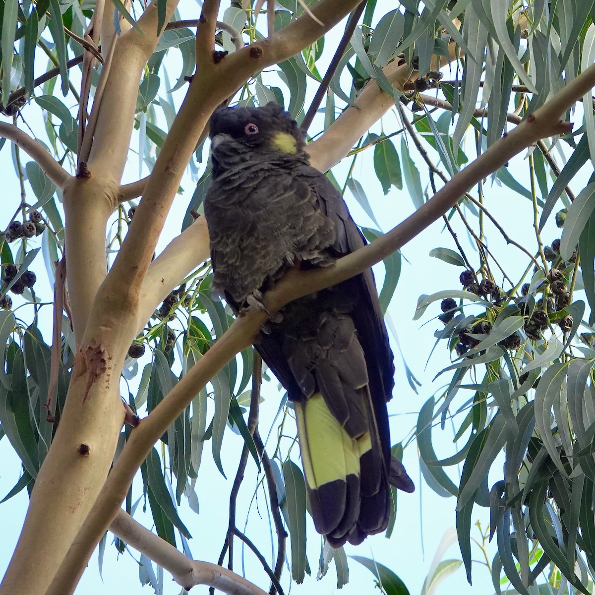 Yellow-tailed Black-Cockatoo - ML618002208