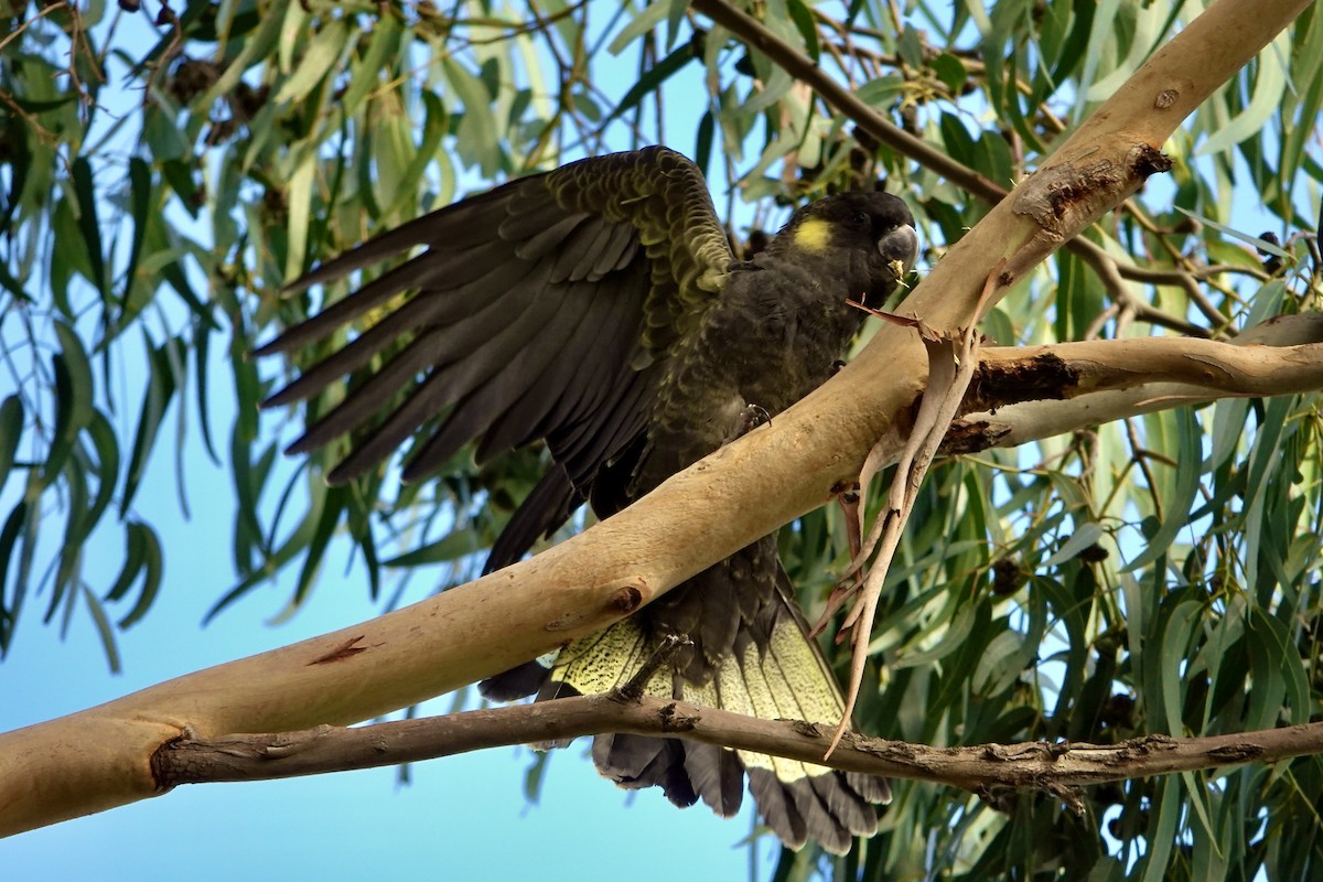 Yellow-tailed Black-Cockatoo - ML618002209