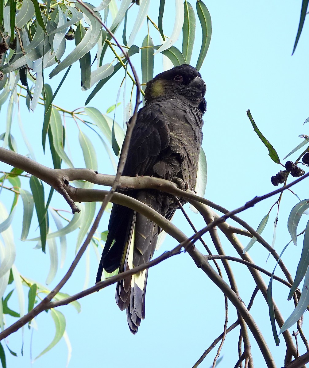 Yellow-tailed Black-Cockatoo - ML618002210