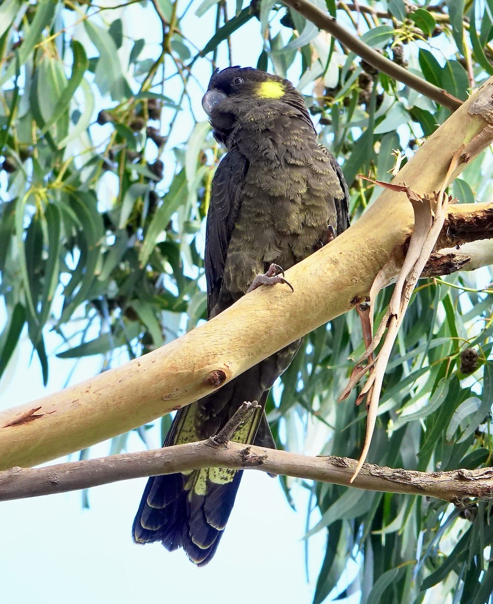 Yellow-tailed Black-Cockatoo - ML618002211