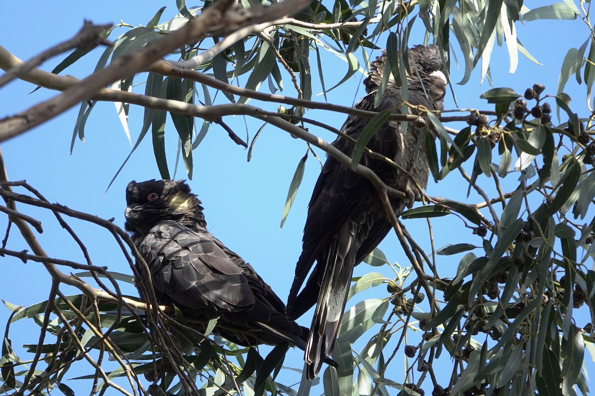 Yellow-tailed Black-Cockatoo - John Beckworth
