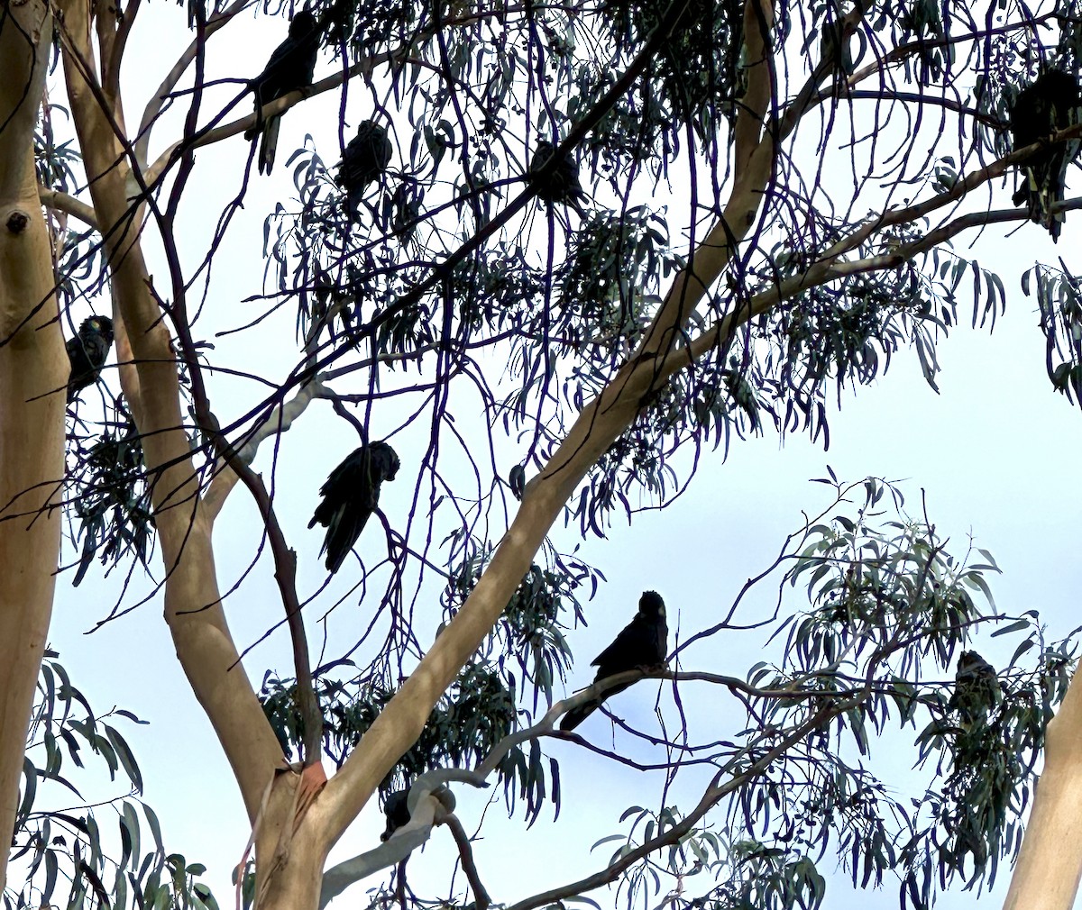 Yellow-tailed Black-Cockatoo - ML618002213