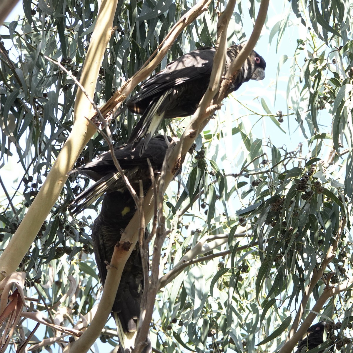 Yellow-tailed Black-Cockatoo - ML618002214