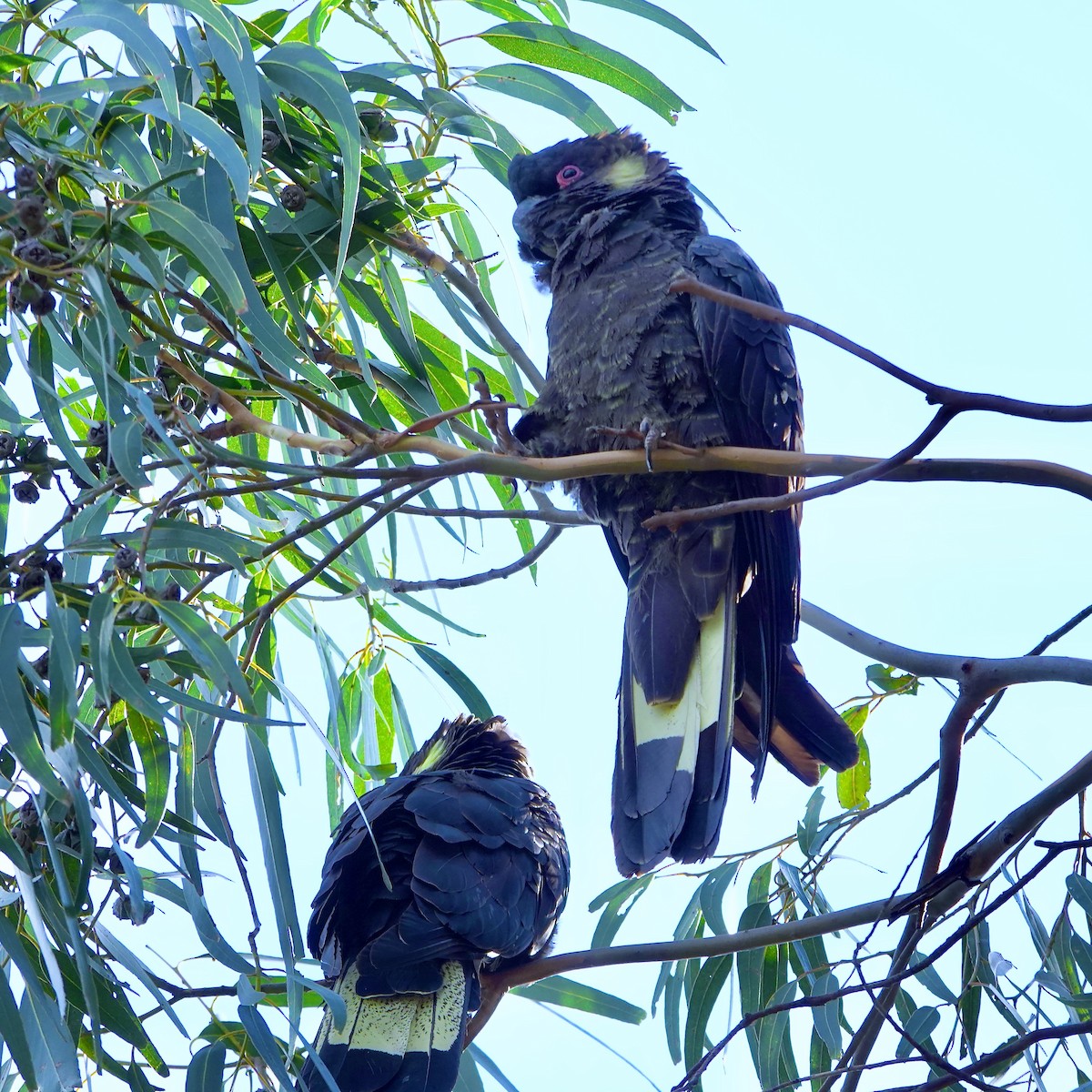 Yellow-tailed Black-Cockatoo - ML618002215