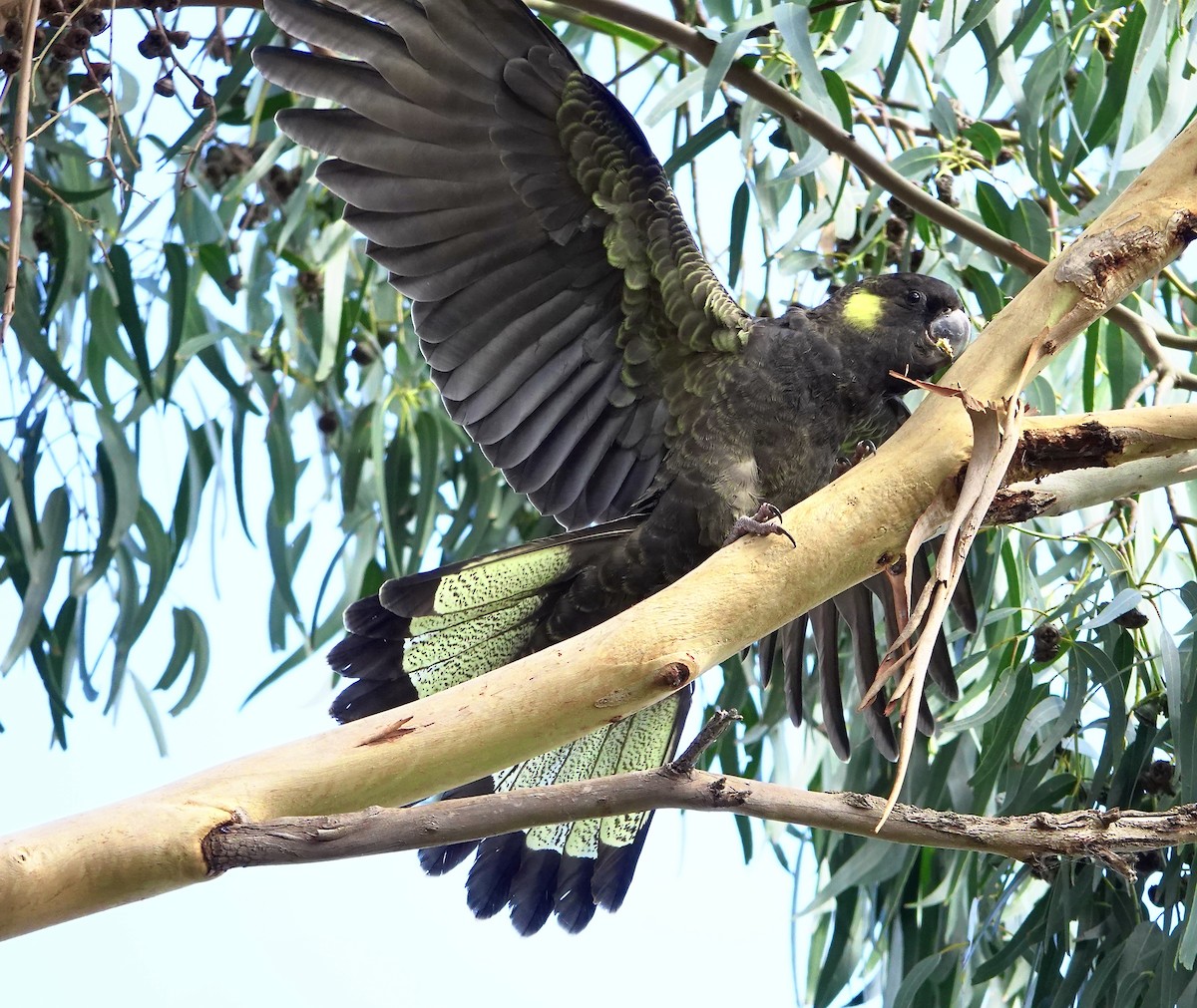 Yellow-tailed Black-Cockatoo - ML618002216