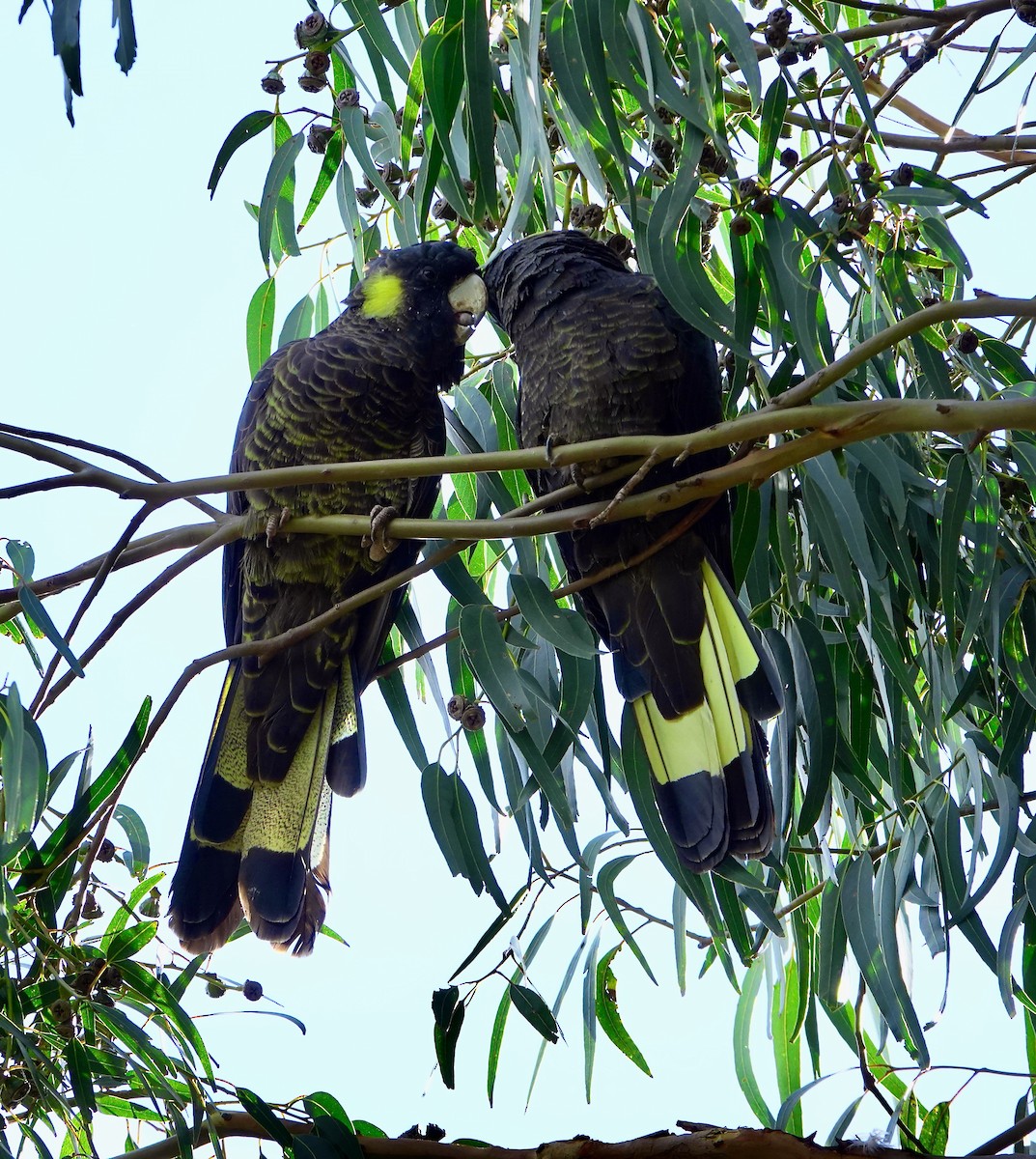 Yellow-tailed Black-Cockatoo - ML618002218