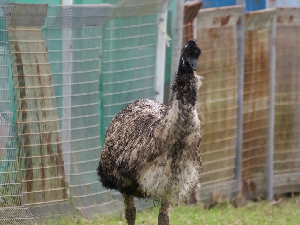 emu hnědý - ML618002233