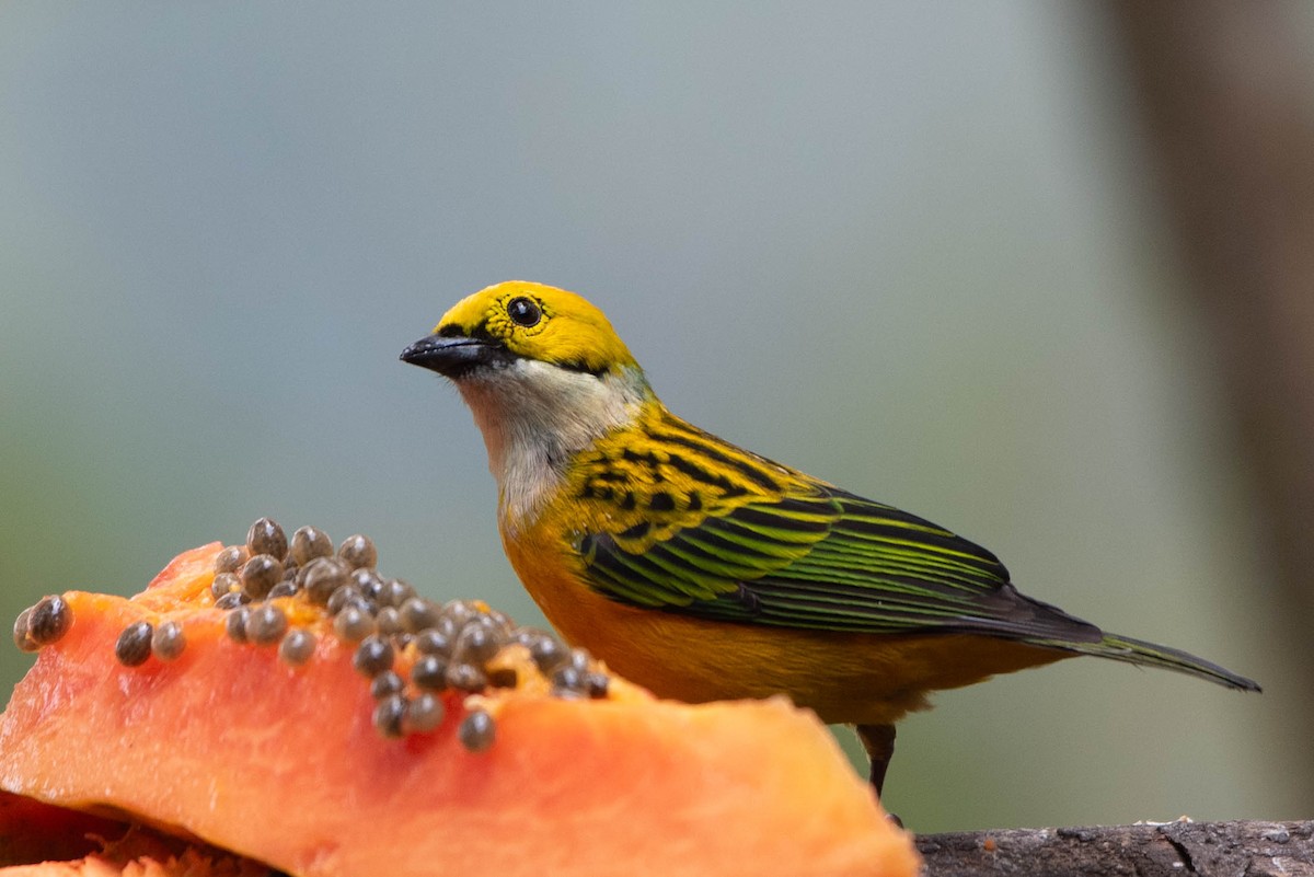 Silver-throated Tanager - Andrea Heine
