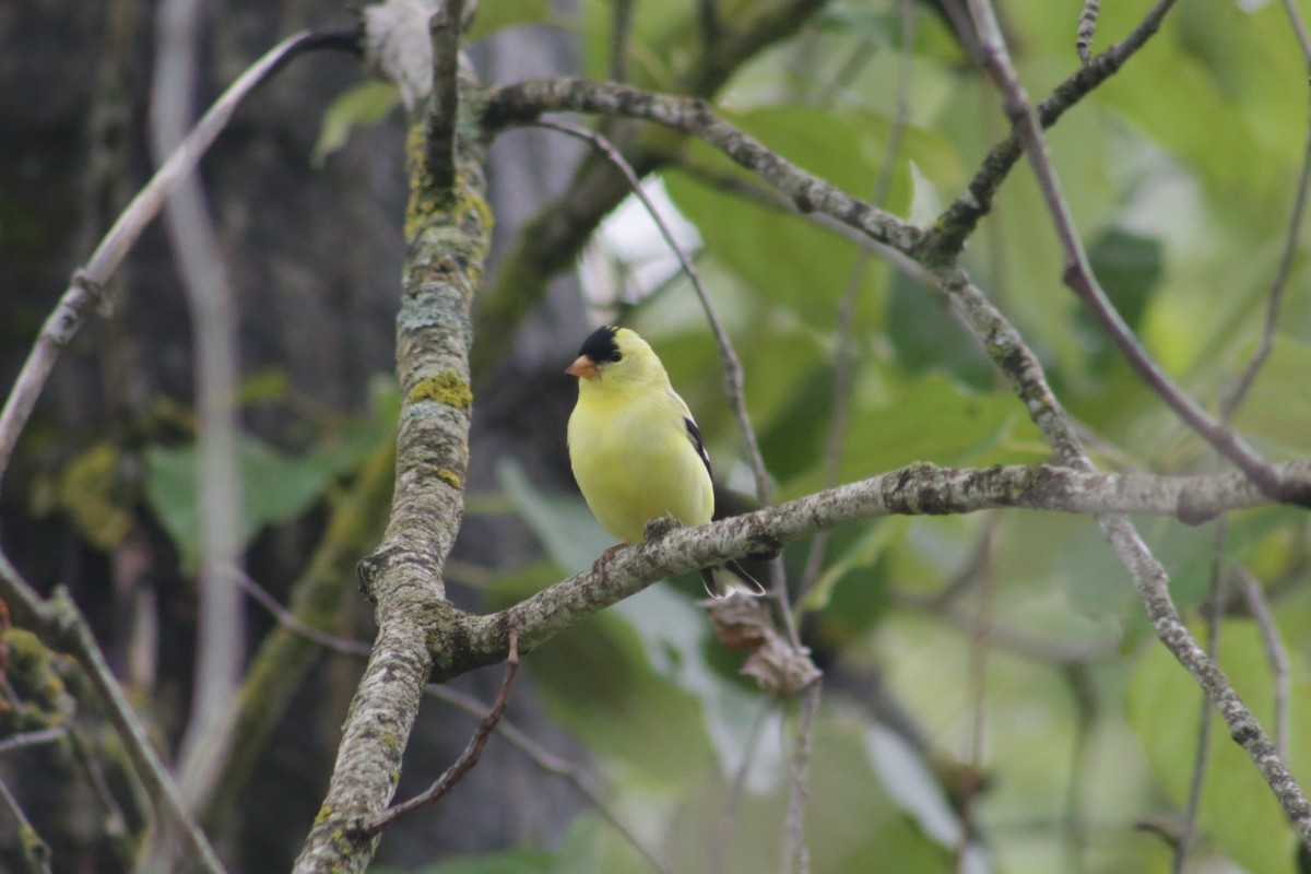 American Goldfinch - Bentley Colwill