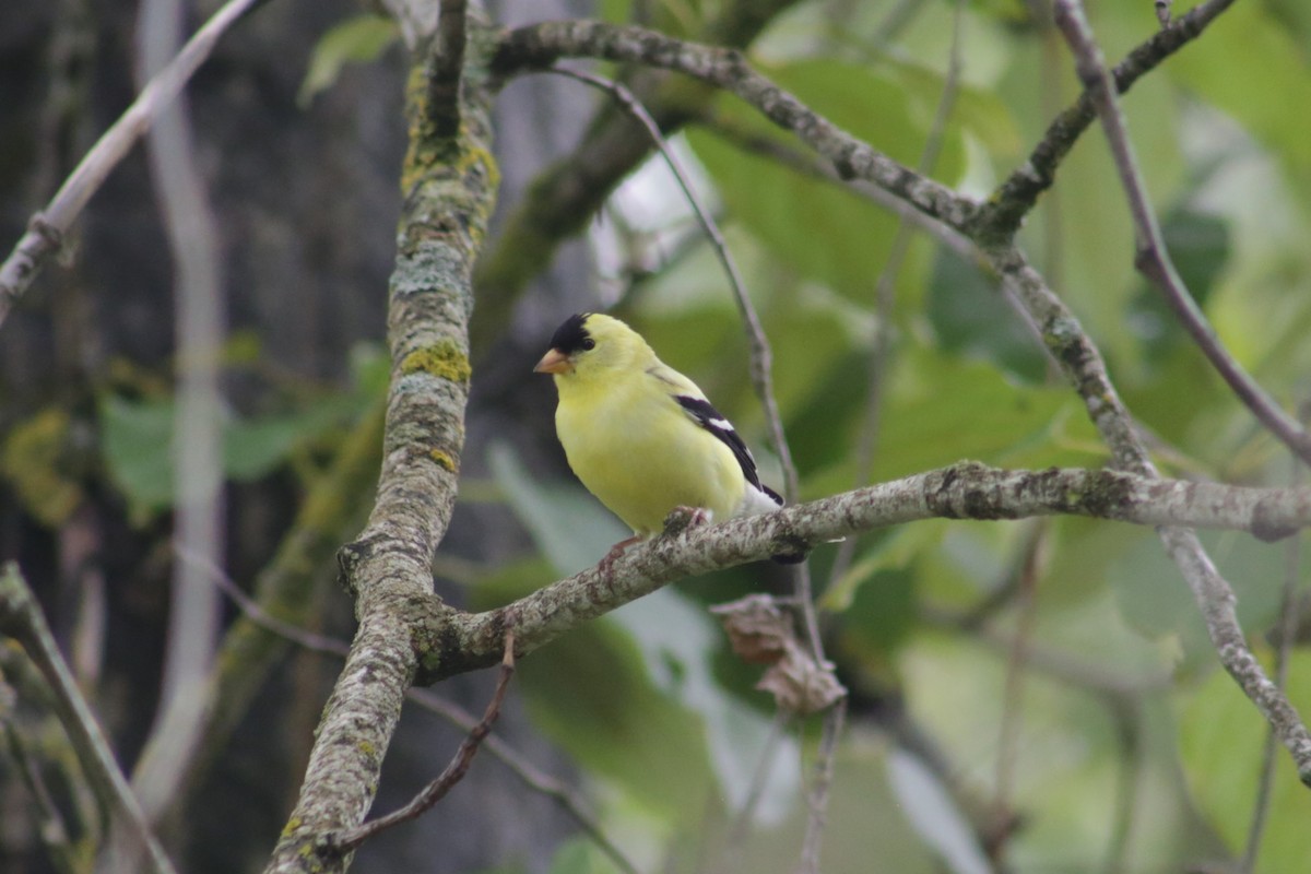 American Goldfinch - Bentley Colwill