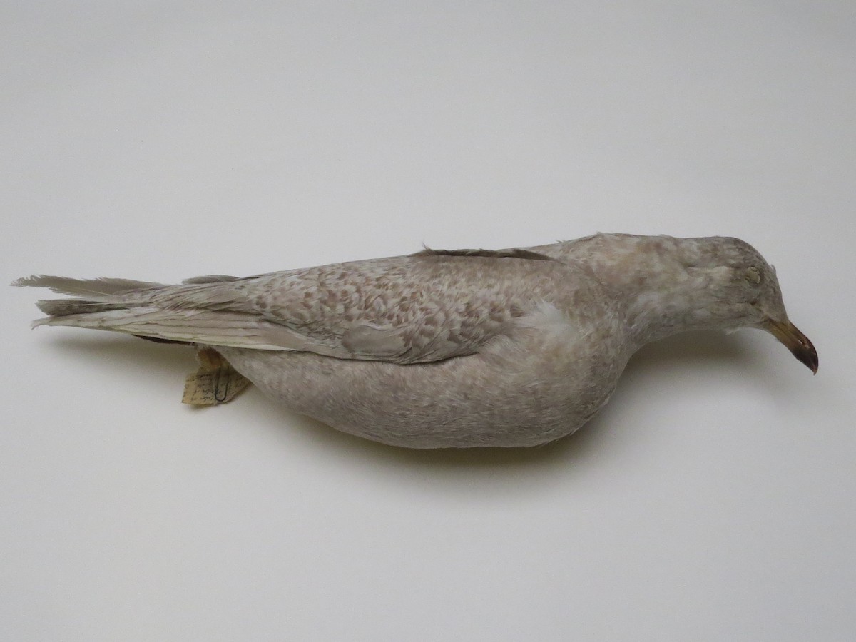 Iceland Gull (kumlieni) - Muskoka Bird Records Data