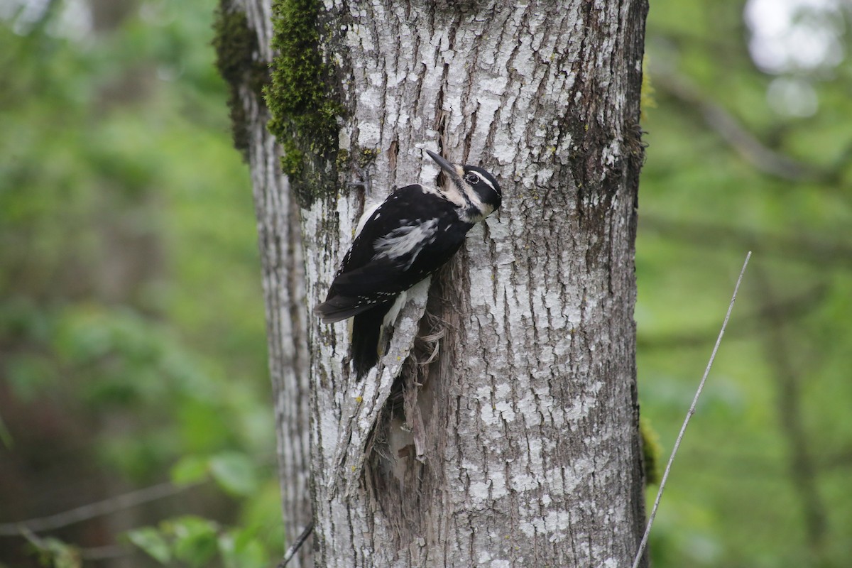 Hairy Woodpecker - Bentley Colwill