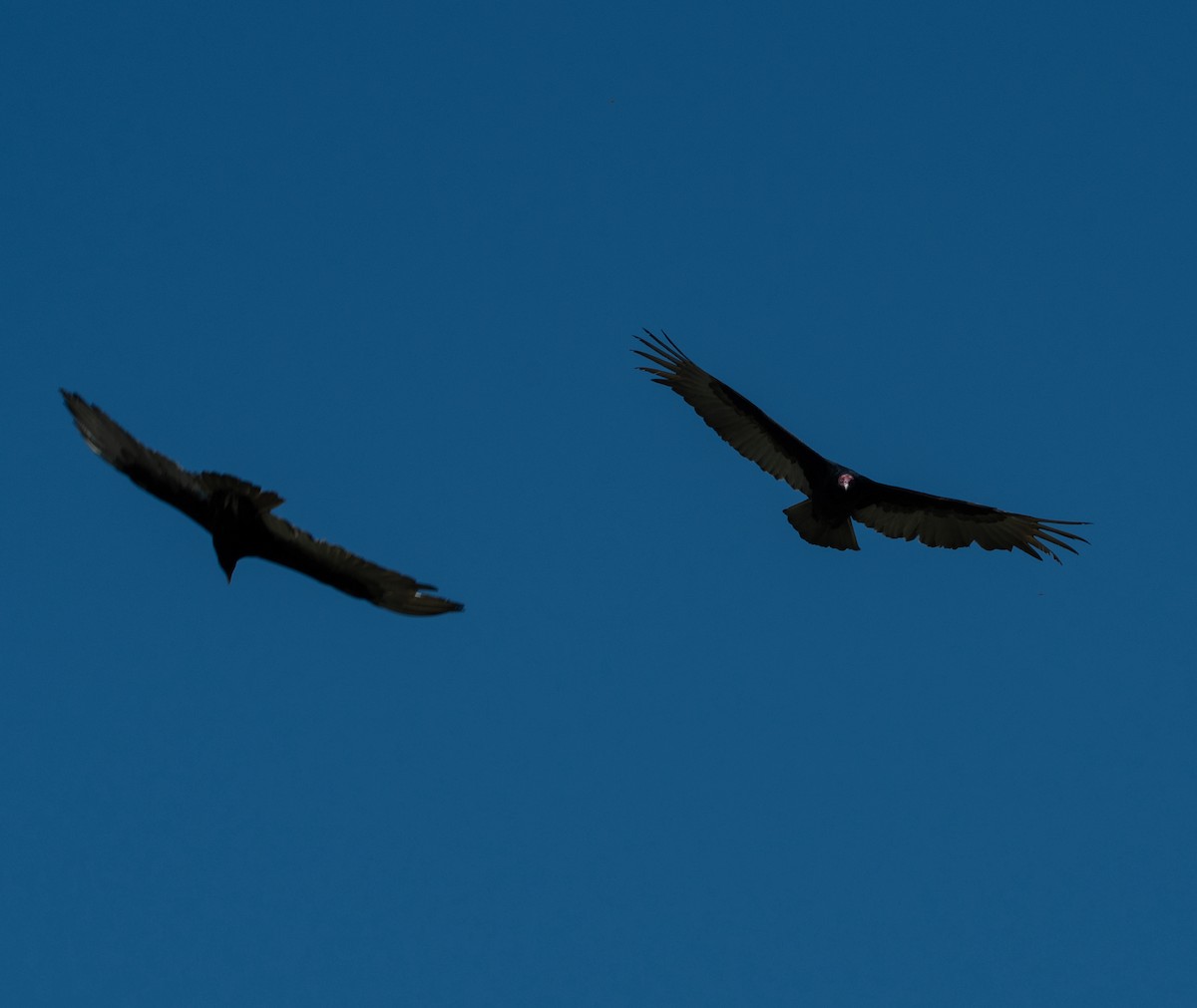Turkey Vulture - David Robinson