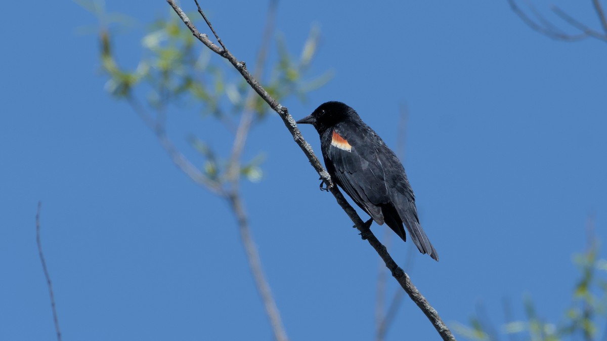 Red-winged Blackbird - ML618002355