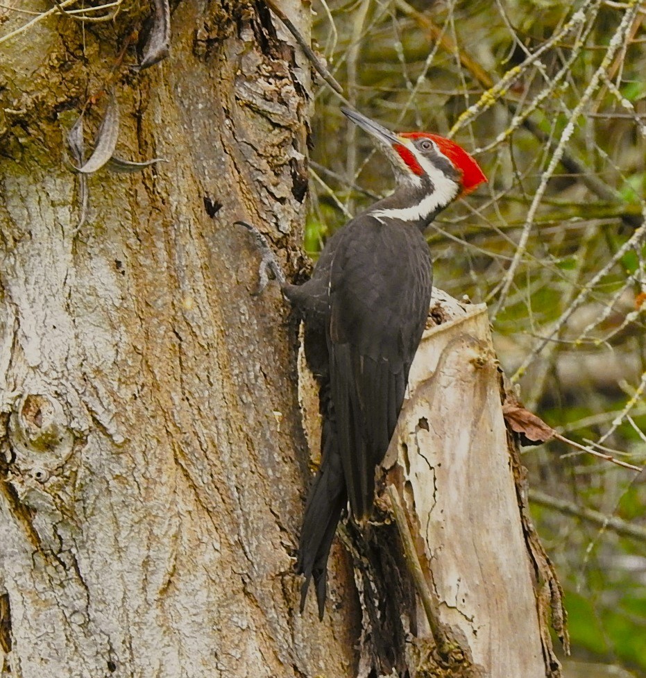 Pileated Woodpecker - ML618002369