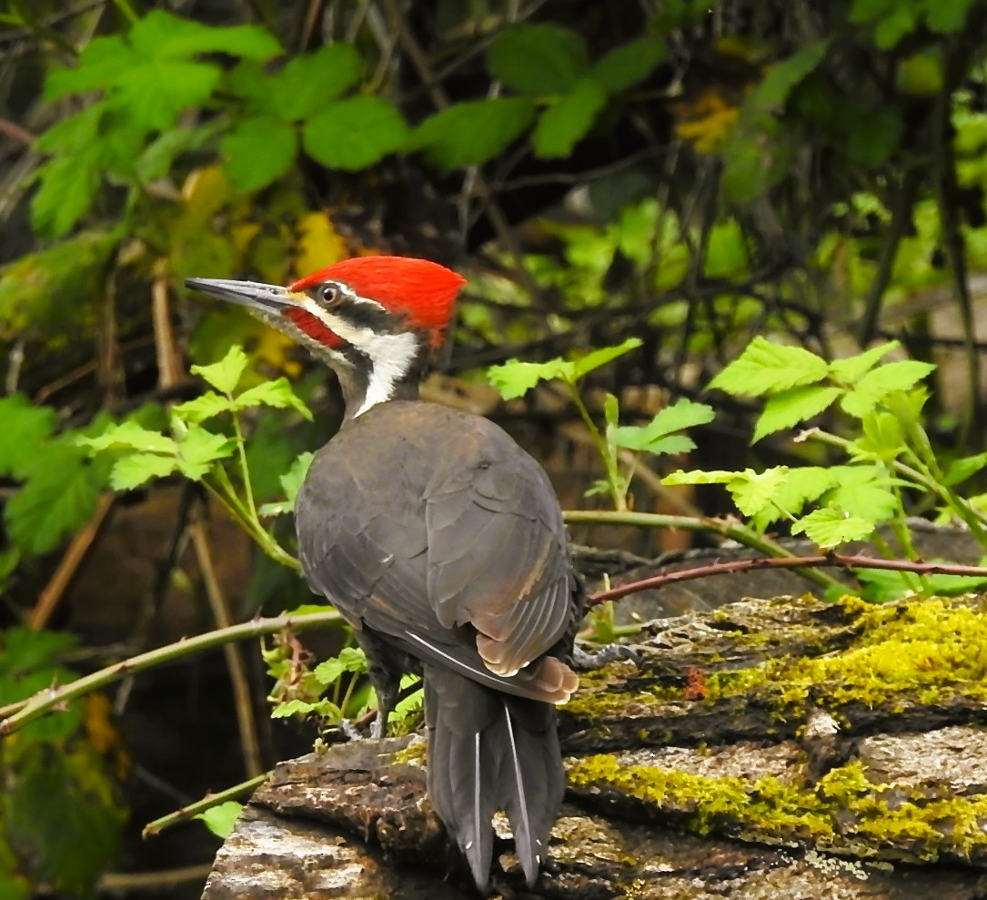 Pileated Woodpecker - woody wheeler