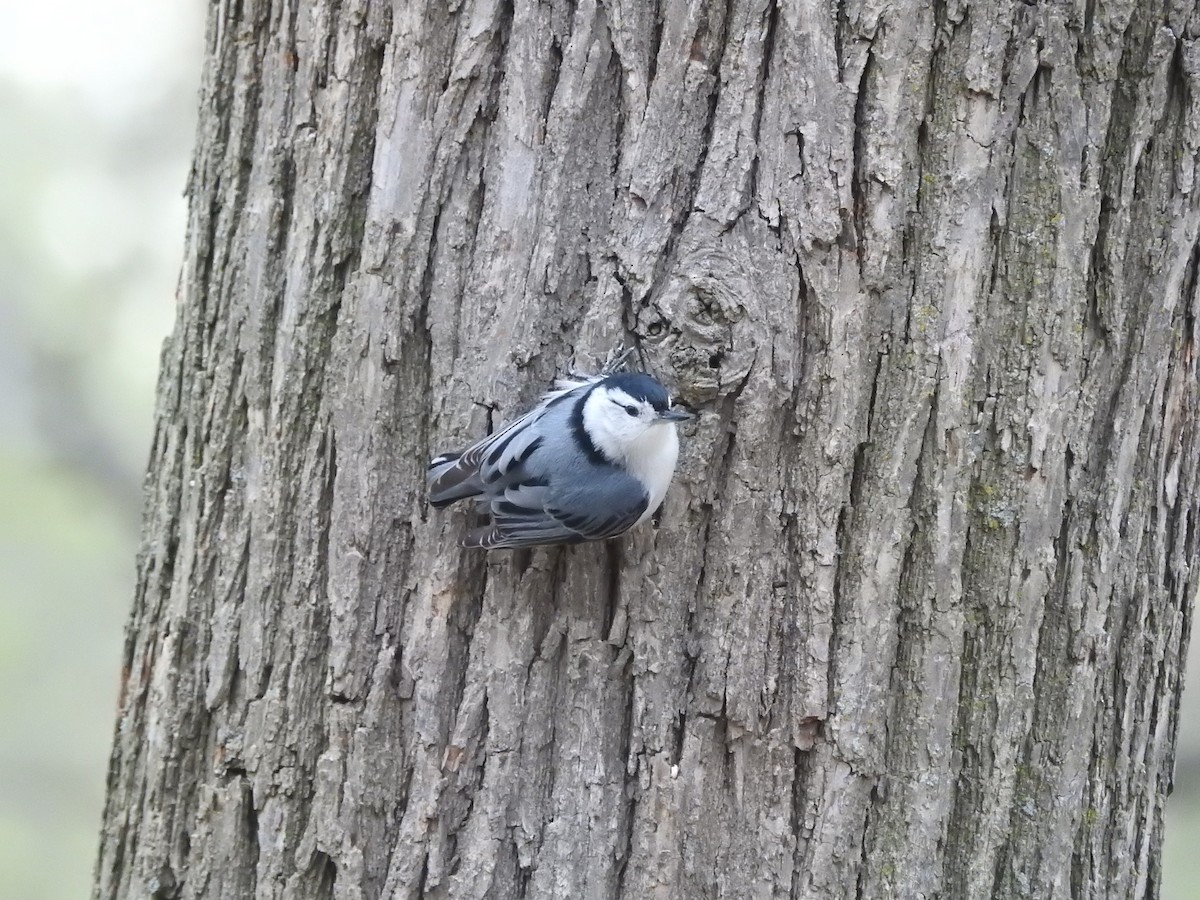 White-breasted Nuthatch - ML618002384