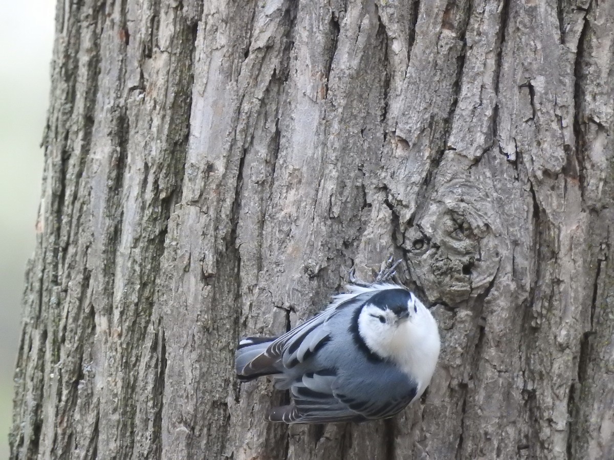 White-breasted Nuthatch - ML618002393