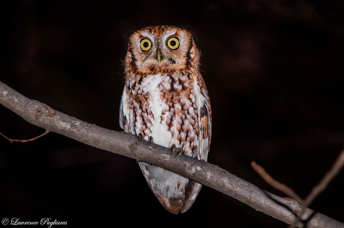 Eastern Screech-Owl - Lawrence Pugliares