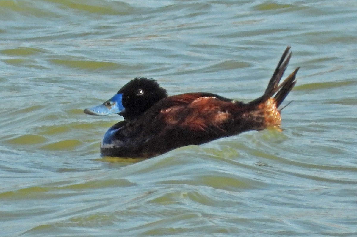 Andean Duck - ML618002417
