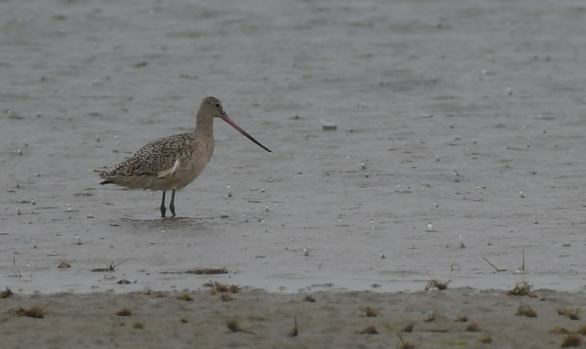 Marbled Godwit - ML618002423