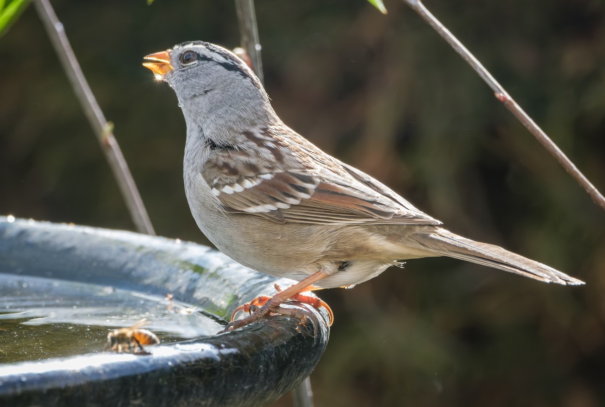 White-crowned Sparrow - ML618002464