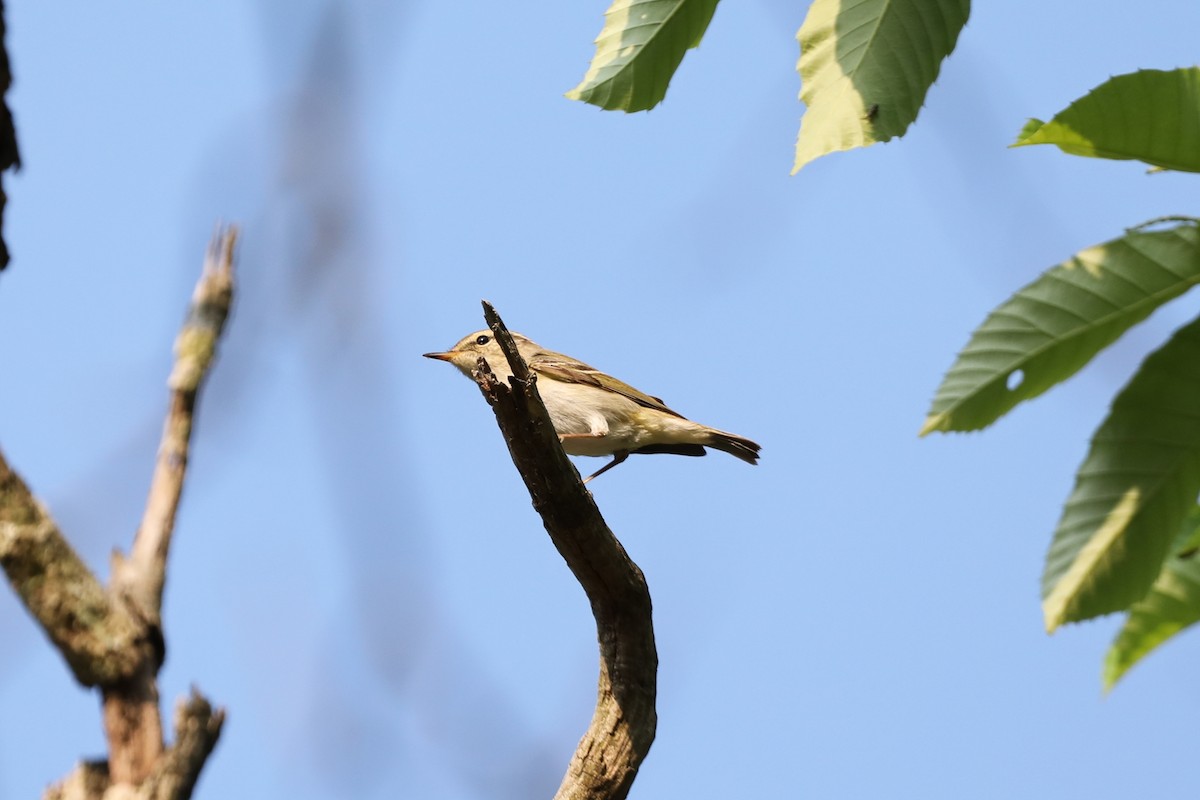 Yellow-browed Warbler - ML618002473