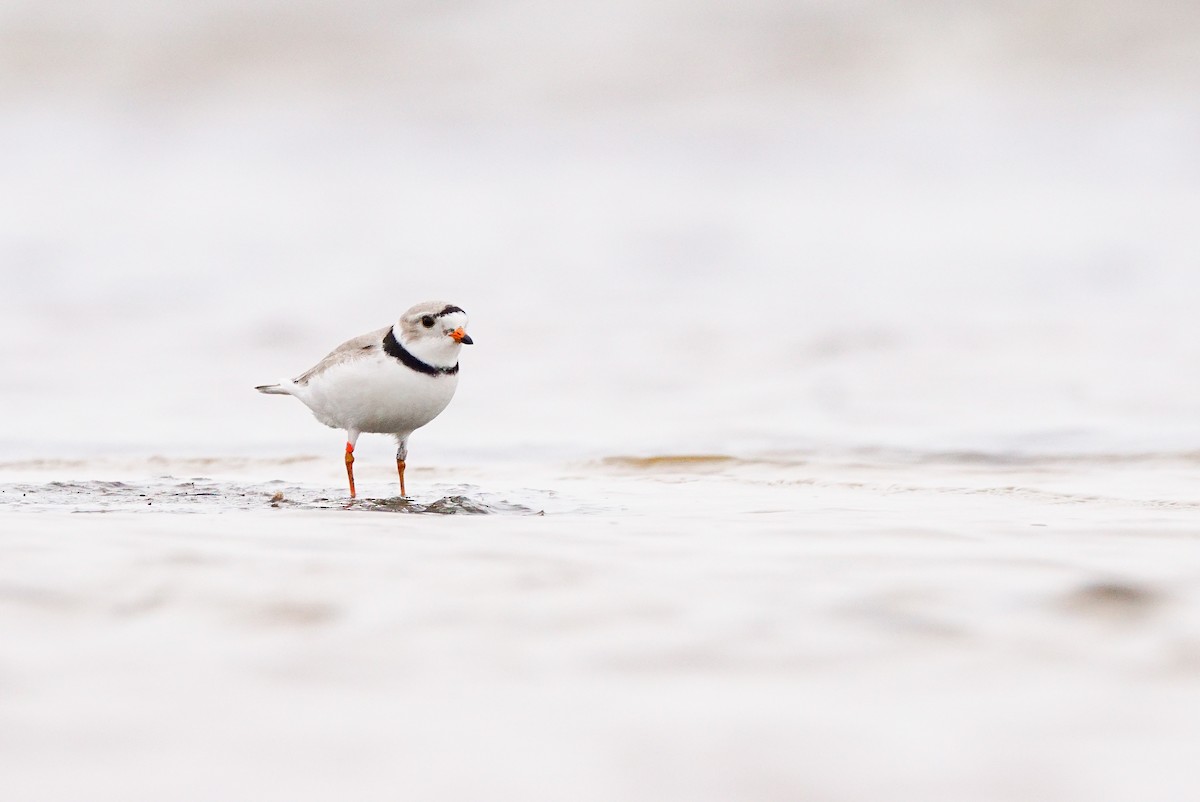 Piping Plover - ML618002491