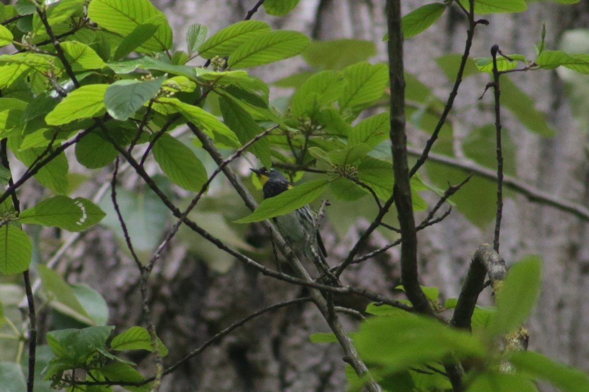 Yellow-rumped Warbler (Audubon's) - ML618002506