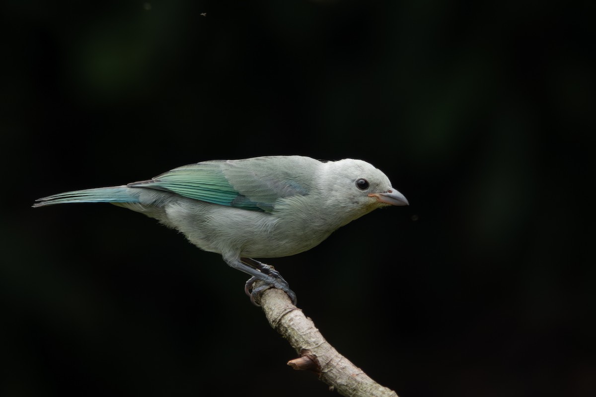Blue-gray Tanager - ML618002513