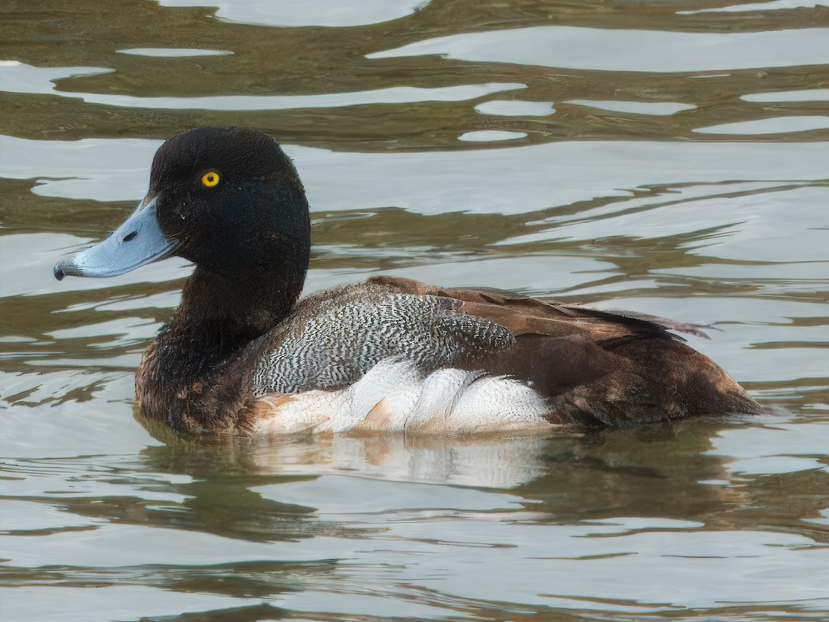 Greater Scaup - ML618002526